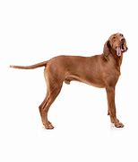 Image result for Vizsla Hawks