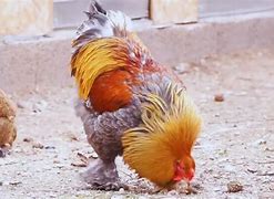 Image result for Blue Partridge Brahma Chicken