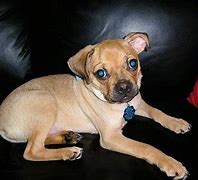 Image result for Pug Rat Terrier