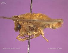 Image result for Lasiocampidae HD Images