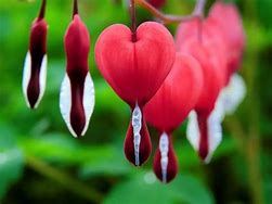 Image result for red heart flowers