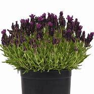 Image result for Lavender Purple