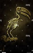 Image result for Toucan Skeleton