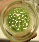 Image result for Greater Duckweed