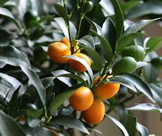 Image result for Kumquat Citrus Fruit Tree