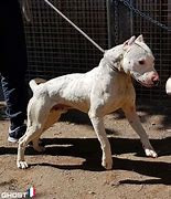 Image result for Dogo Pitbull Mix