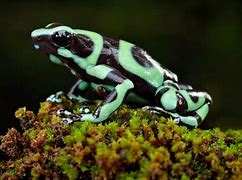 Image result for Orange and Black Poison Dart Frog