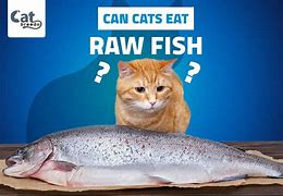 Image result for Cat Eating Raw Fish