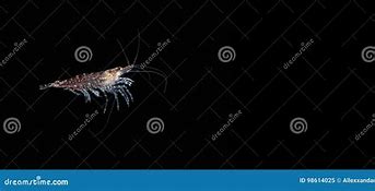 Image result for Krill Shrimp