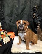 Image result for Old Victorian Bulldog