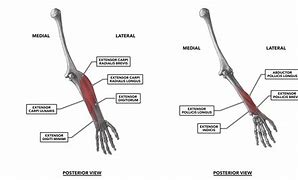 Image result for Wrist Muscles