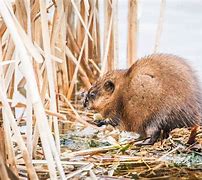 Image result for Muskrat Illinois