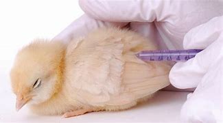 Image result for Bird Wit Bird Flu