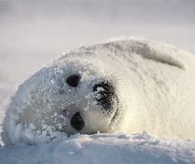 Image result for Fat Harp Seal