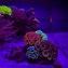 Image result for Dinos Reef Tank