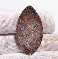 Image result for Dinosaur Bone Jasper