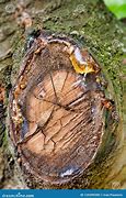 Image result for SAP Ball Oozing Peach Tree