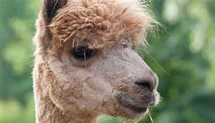 Image result for Alpaca Relative