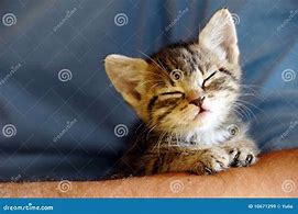 Image result for Cat Baby Cut