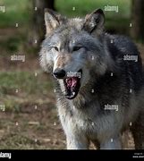 Image result for Grey Wolf Alpha Male