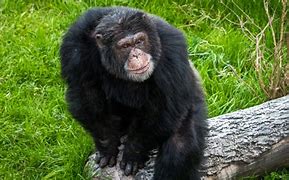 Image result for Chimpanzee Running