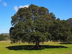 Image result for Camphor Tree Images