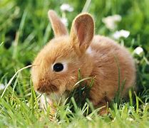 Image result for Baby Brown Rabbit