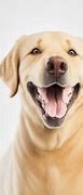 Image result for March Dog Smiles Images