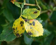 Image result for Rose Tree Diseases