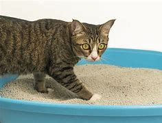 Image result for New Cat Litter Box