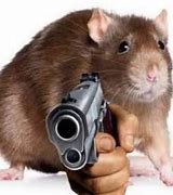 Image result for Held Rat Meme