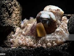 Image result for Octopus Teeth