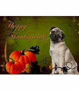 Image result for Thanksgiving Pug