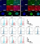 Image result for Period Blood Stem Cells