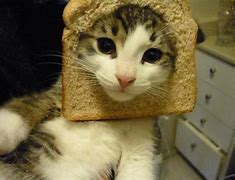 Image result for Cat Toast Anime