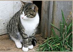 Image result for Black and Grey Tabby Cat