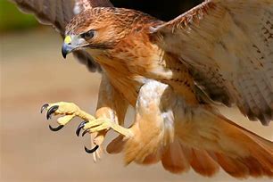 Image result for Hawk Talons