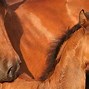 Image result for Morgan Paint Horse