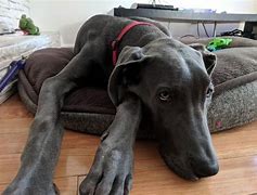 Image result for 5 Month Old Great Dane Puppy