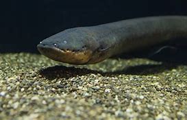 Image result for Electric Eel