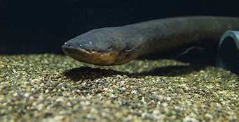 Image result for Electric Eel Eating