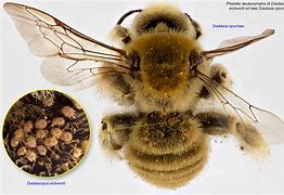 Image result for Bee Mites