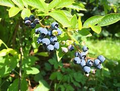 Image result for Highbush Blueberry