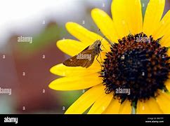 Image result for Sunflower Moth