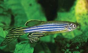 Image result for Green Zebra Fish