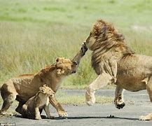 Image result for Mother and Father Lion Protecting Cub