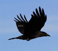 Image result for Bird Toobs with Crows