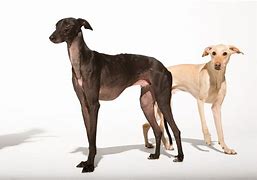 Image result for Galgo Spanish Hunting Dog