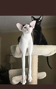 Image result for Goblin Cat Breed