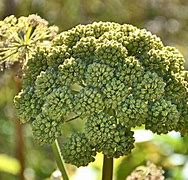 Image result for The People's Angelica